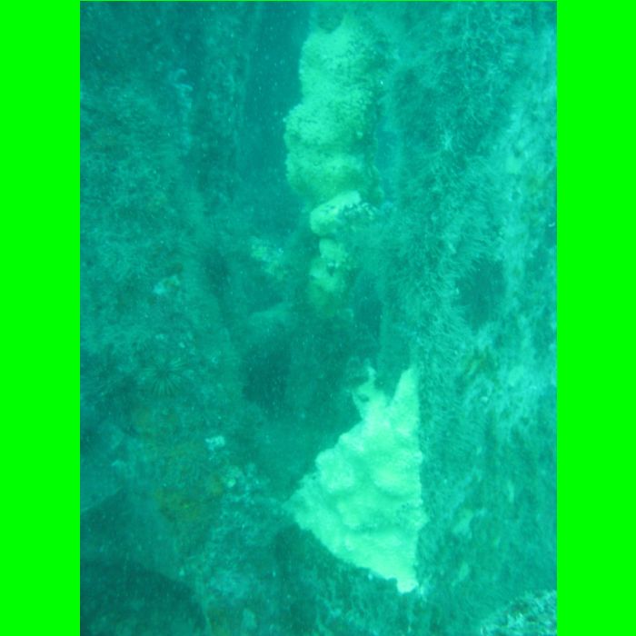 Dive NC 4-Jul-09_584.JPG
